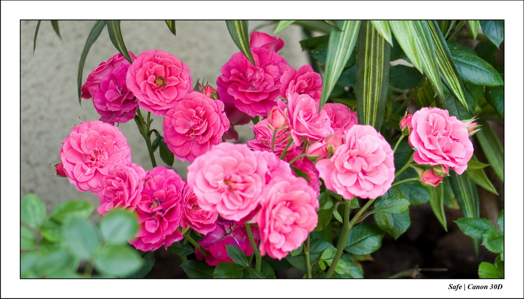 2006 - 05 - Jardin - 05